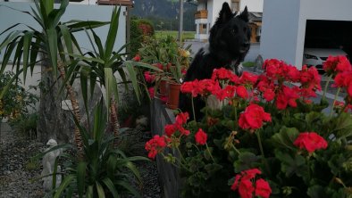 unser Haushund Rocky, © Anita Reinstadler