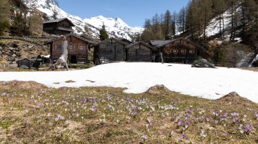 Spring walk into the Gschlößtal Valley, © Tirol Werbung/Mario Webhofer