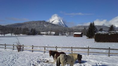 Haus Föhrenwald Top 16 Seefeld Pony's im Winter