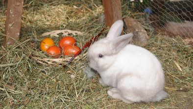 Unser-Osterhase-Alberhof