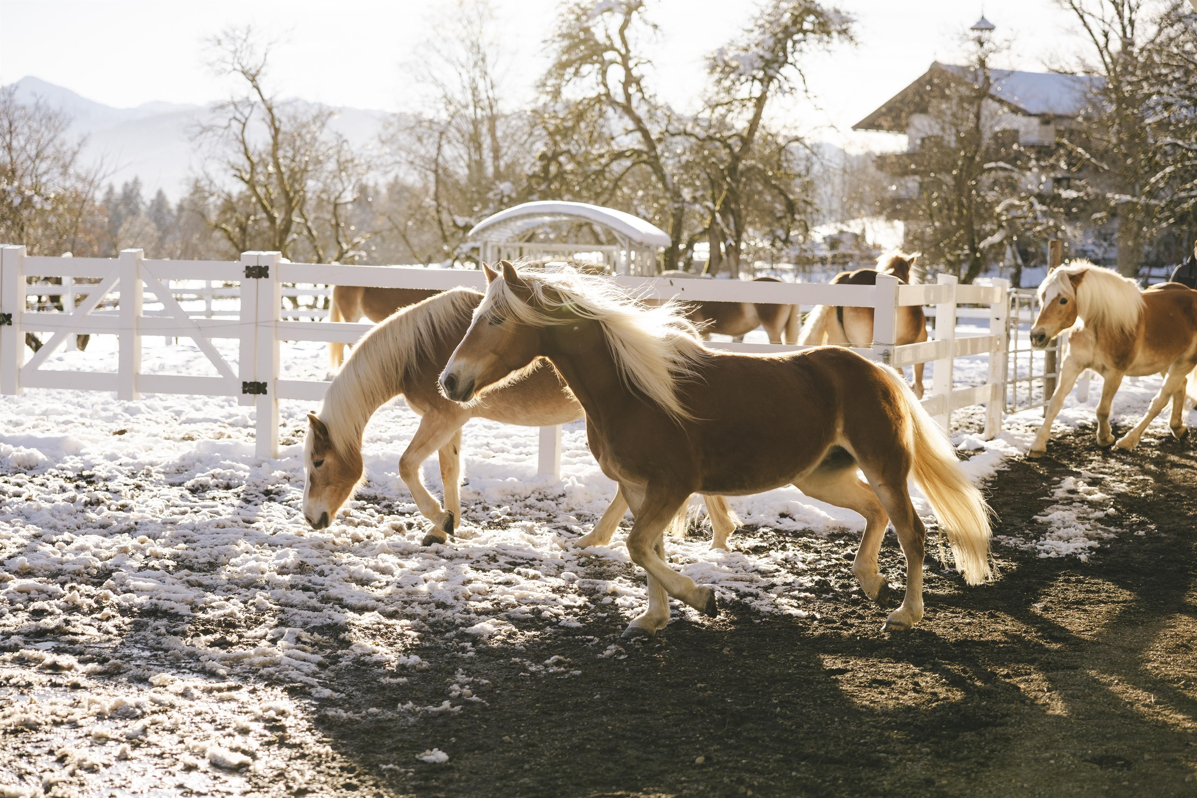 A group of ponies on a snow-covered farm. The sun shines through the trees, creating a cozy atmosphere.